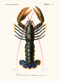 Homard