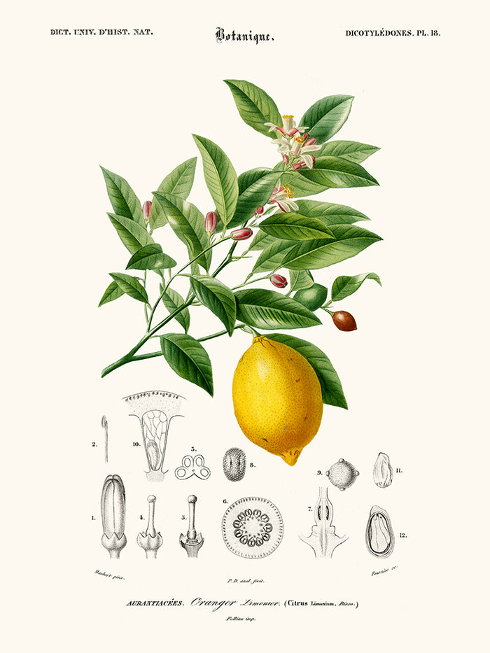 Limonaire, Lemon Tree