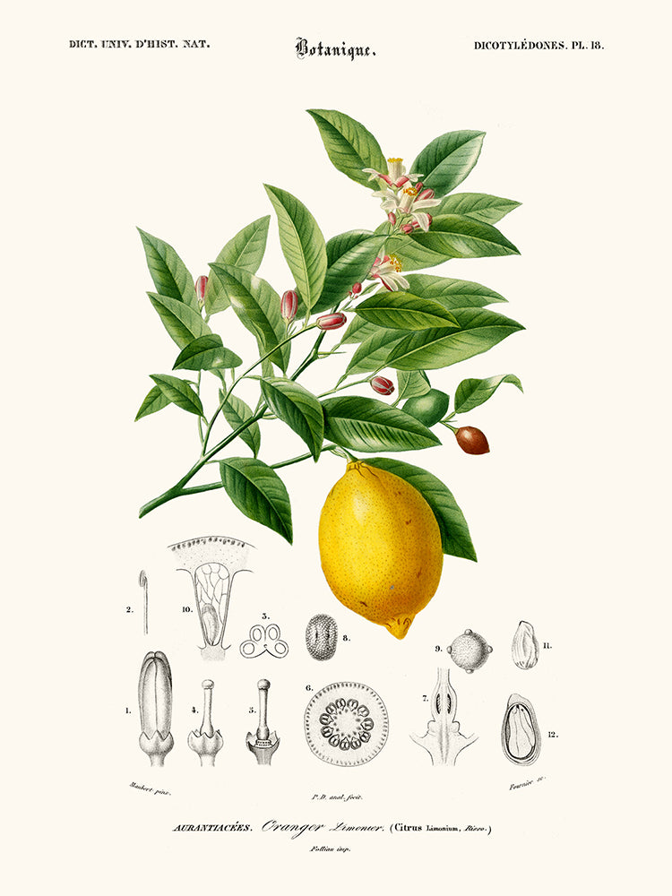 Limonaire, Citronier