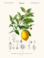 Copie de Limonaire, Citronier