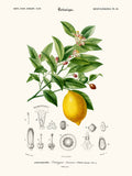 Copie de Limonaire, Citronier