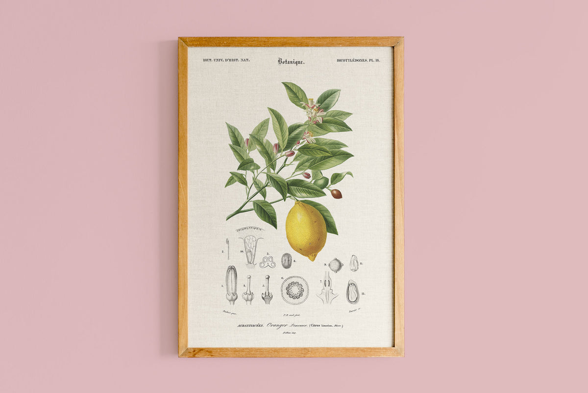 Limonaire, Lemon Tree