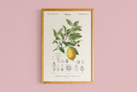 Limonaire, Lemon Tree