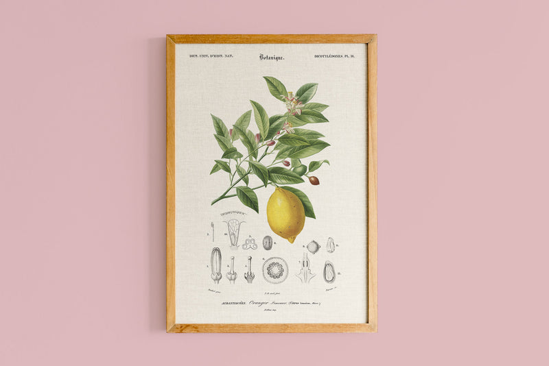 Limonaire, Lemon Tree