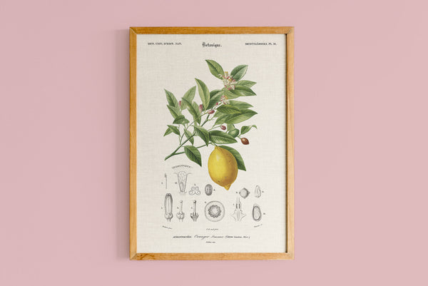 Copie de Limonaire, Citronier