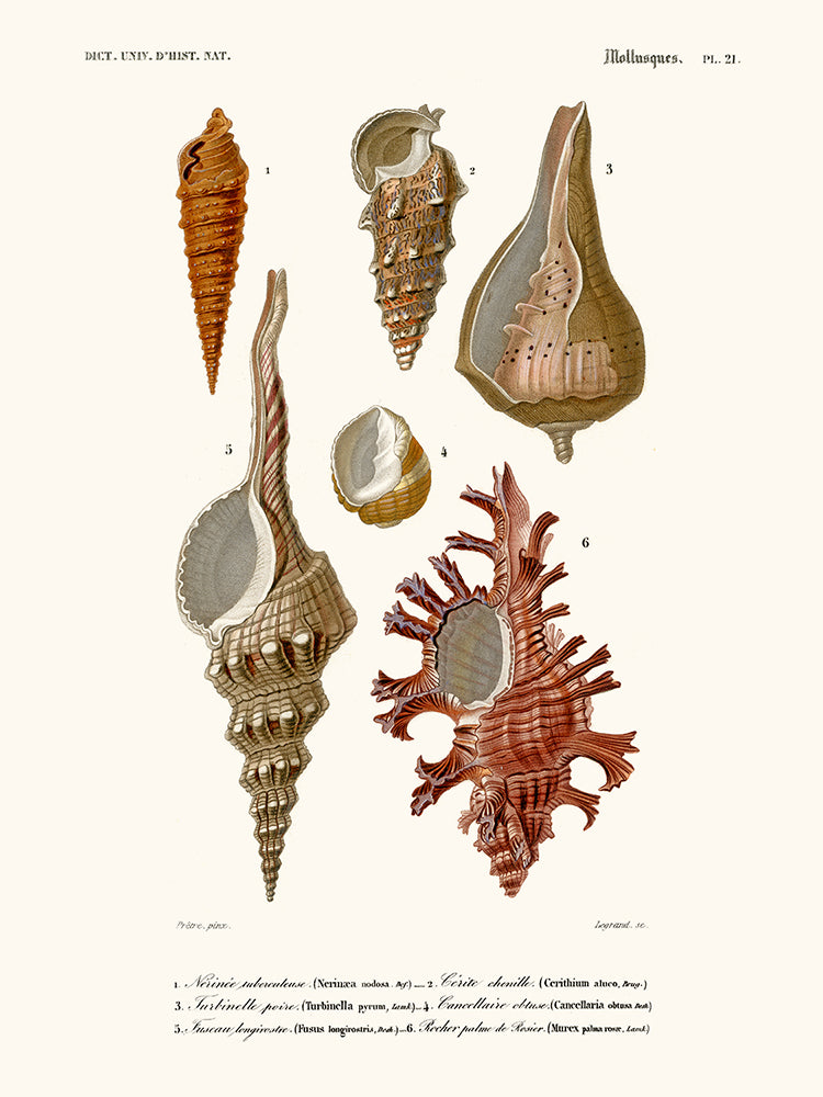 Molluscs Pl21