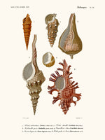 Molusques Pl21
