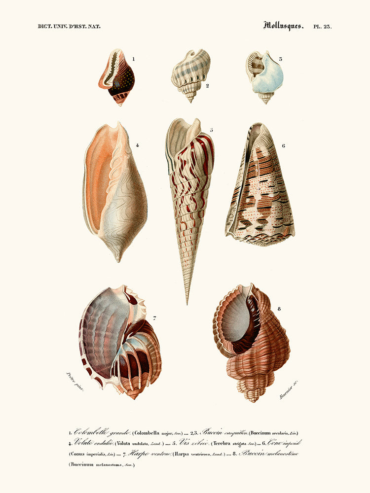 Molluscs Pl23