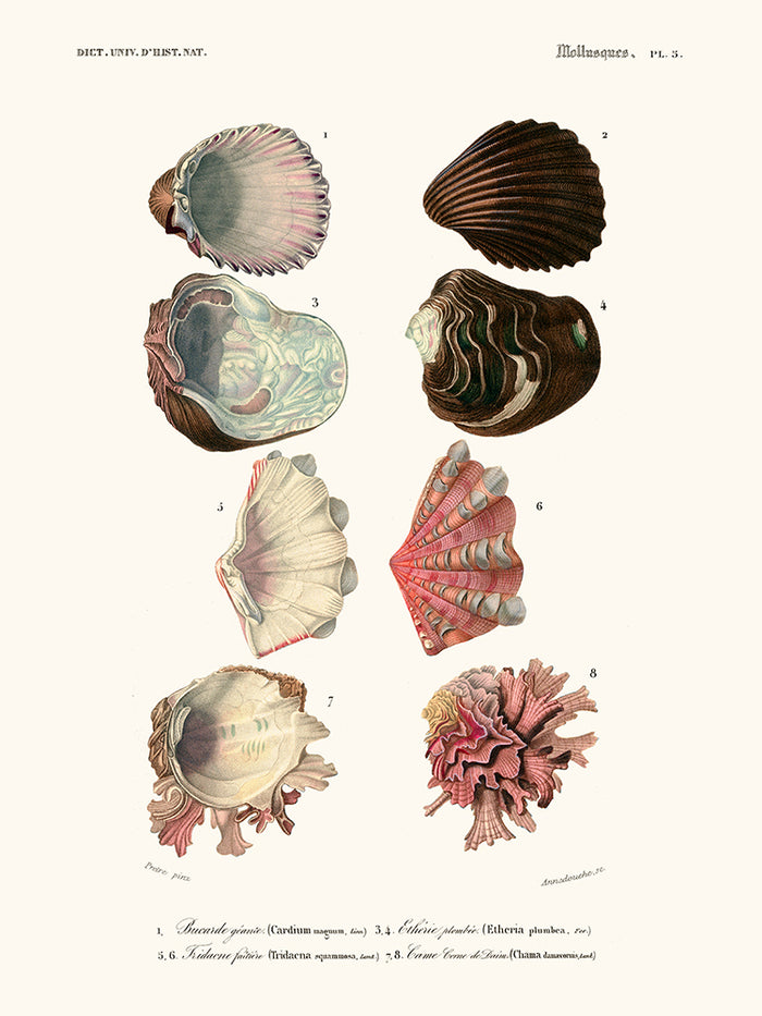 Molluscs Pl5