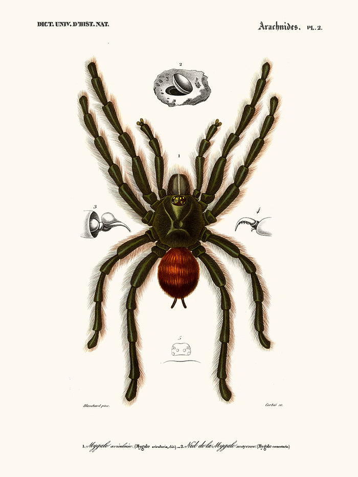 tarantula