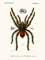 tarantula