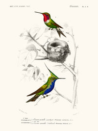 Oiseau mouche