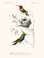 Oiseau mouche