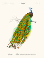 Peacock