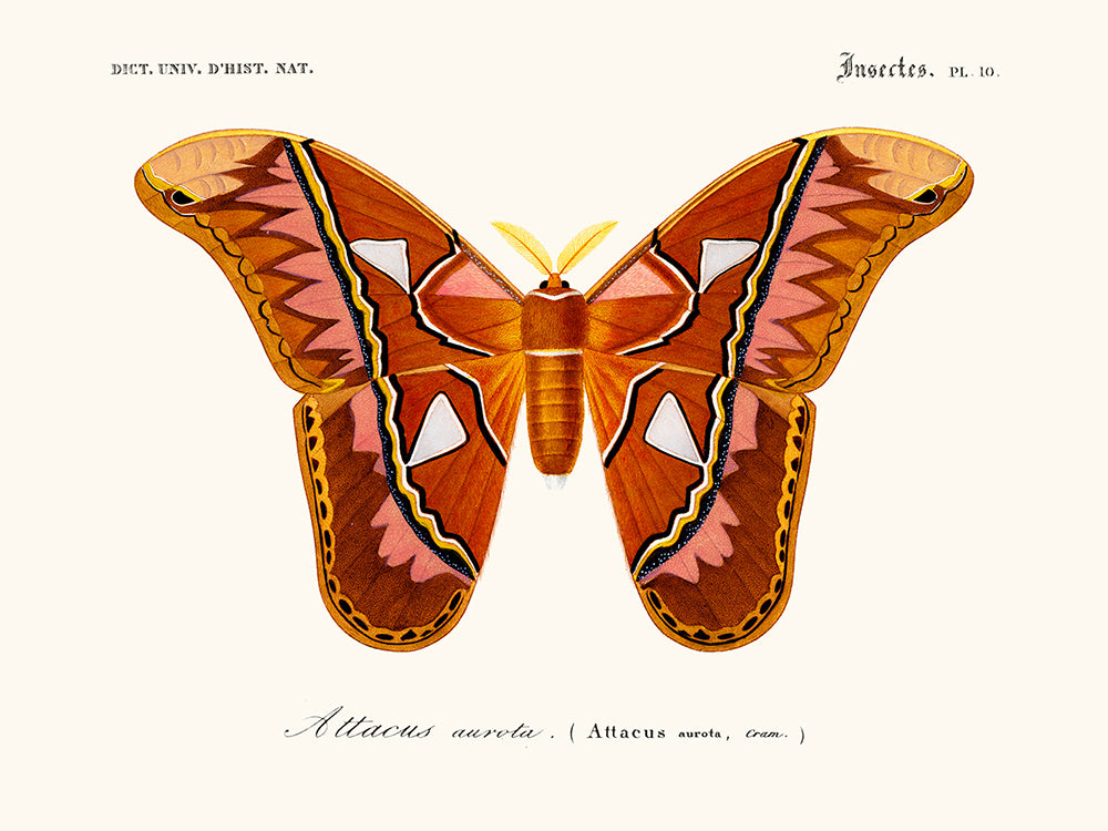 Papillon Attacus