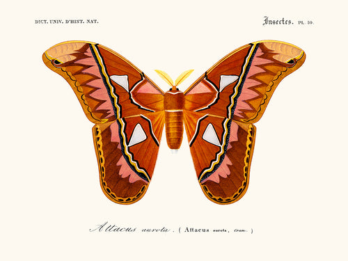 Papillon Attacus