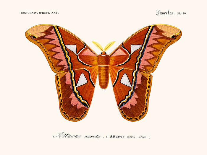 Attacus butterfly