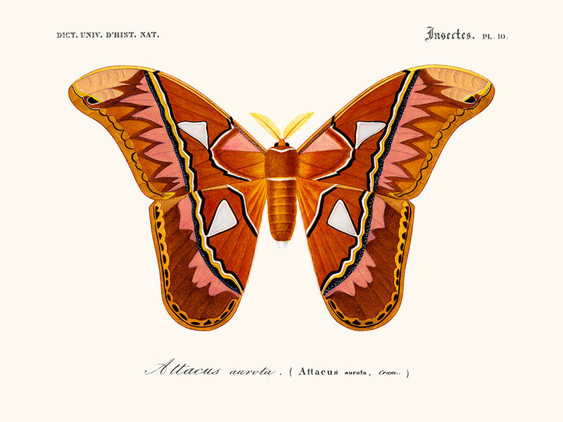 Mariposa de ataque