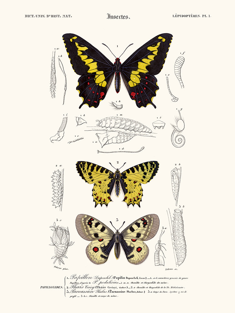 Papillon Duponchel