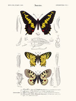 Butterfly Duponchel
