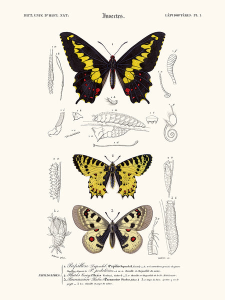 Butterfly Duponchel