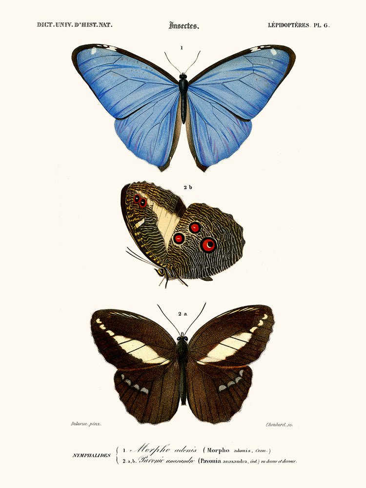 mariposa morfo
