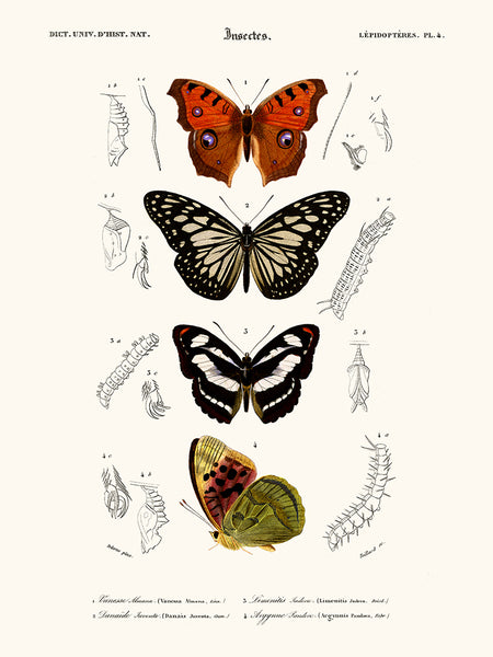 Papillon Vanesse