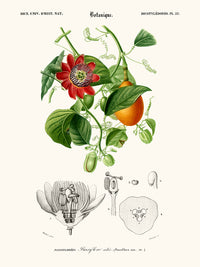 Passiflore