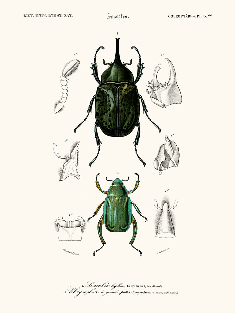 escarabajos