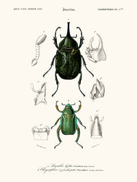 escarabajos