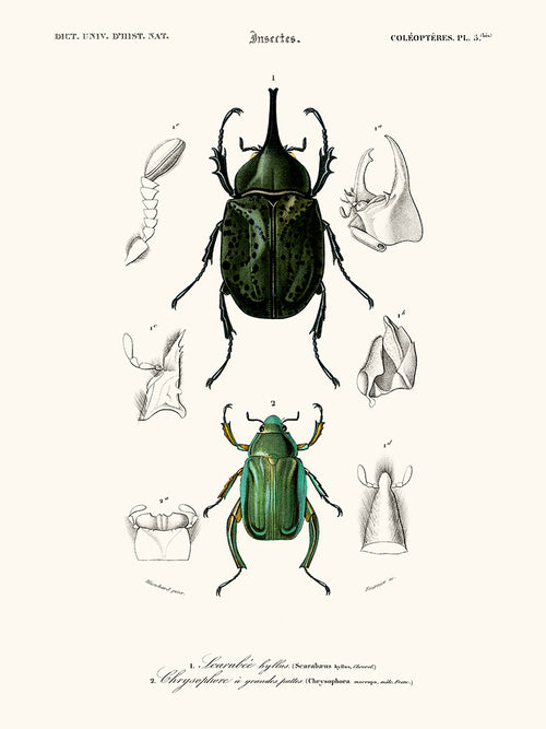 beetles