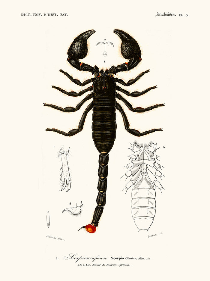 Scorpio