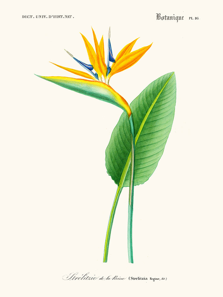 Strelitzia