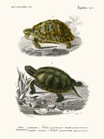 Tortoise