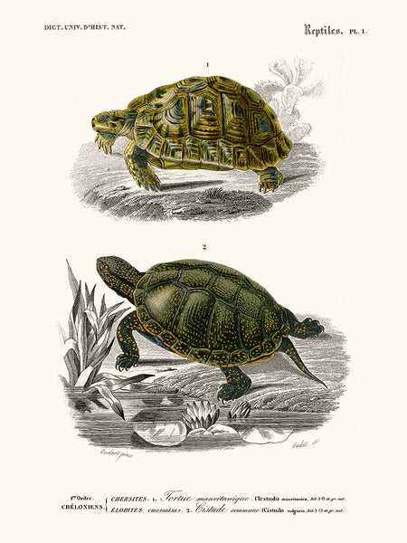 Tortoise