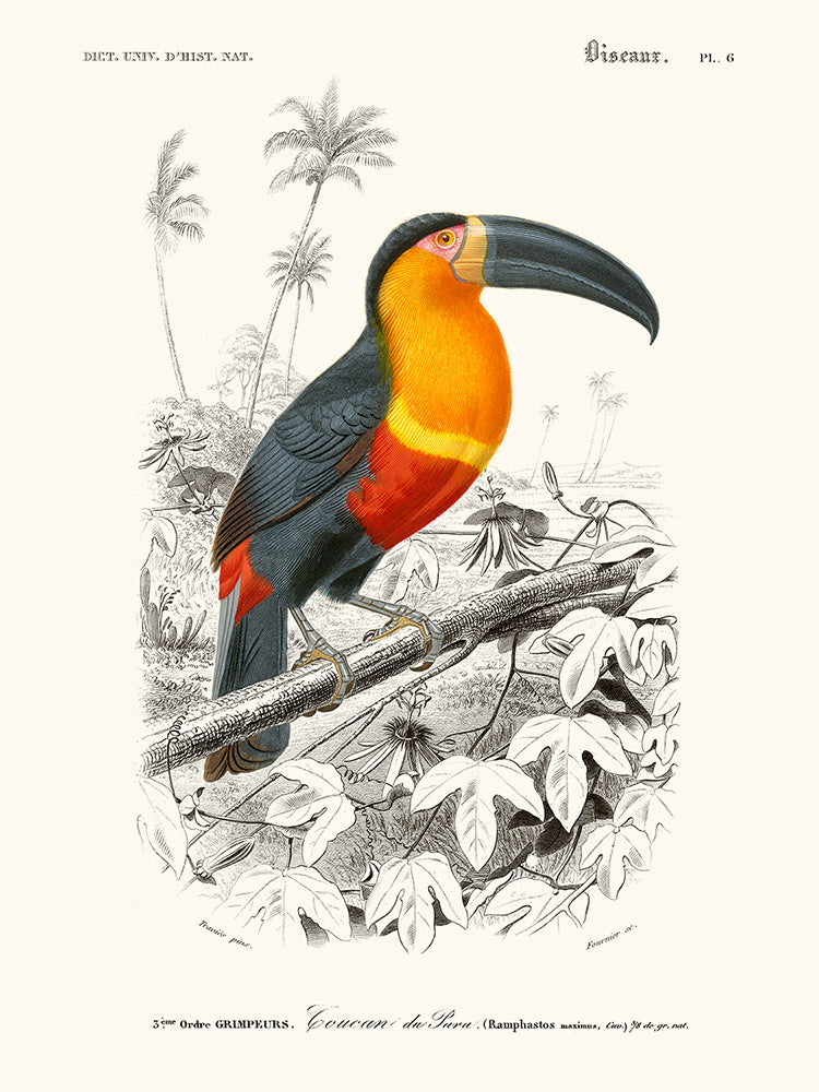 Toucan