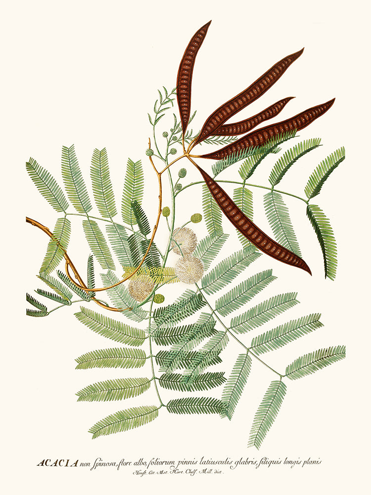 Acacia