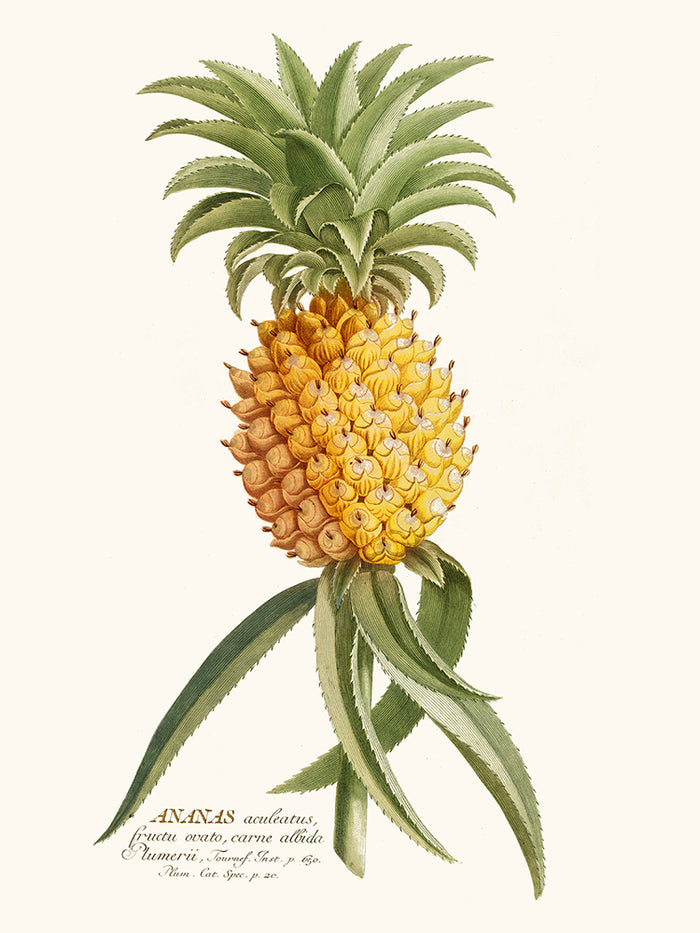 Pineapple