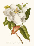 Copie de Magnolia