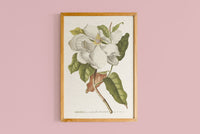 Copie de Magnolia