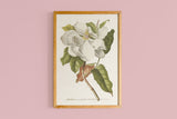 Copie de Magnolia