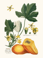 Copie de Papaya