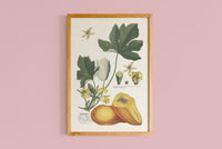 Copie de Papaya