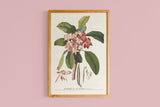 Copie de Plumeria