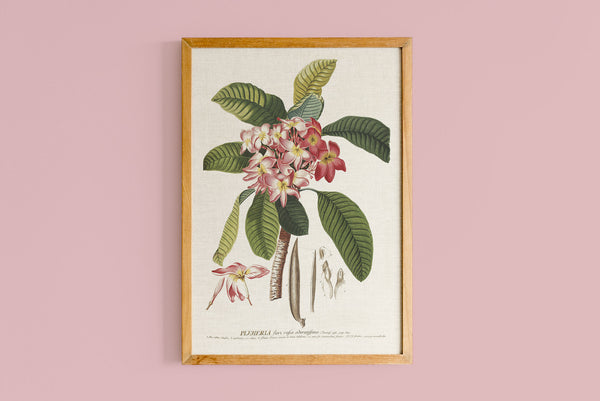 Copie de Plumeria