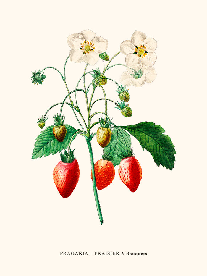 strawberries tree