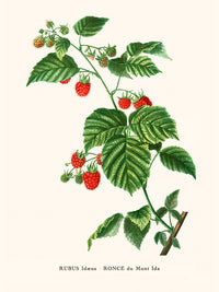 raspberry bush