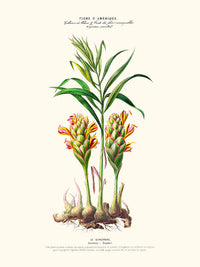 Le gingembre - Flore d'Amérique