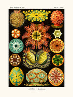 Ascidiae