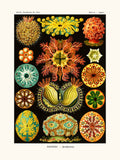 Ascidiae